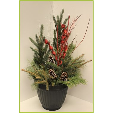 C23-PP-Peppermint
