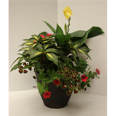 Touch_of_Tropics_Combo_(2)