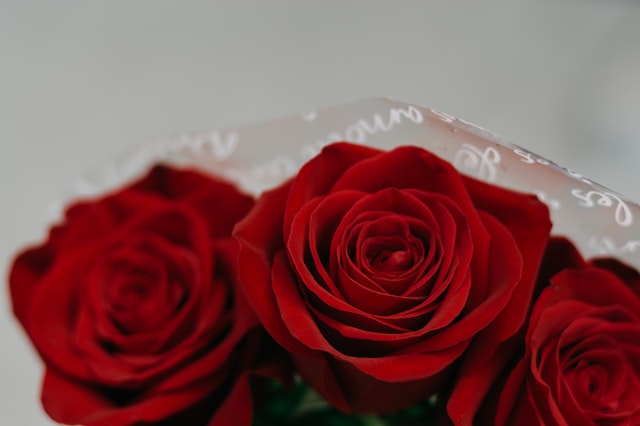 Three_Red_Roses